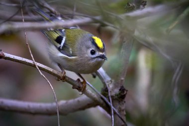 Goldcrest (Regulus regulus) doğal ortamında