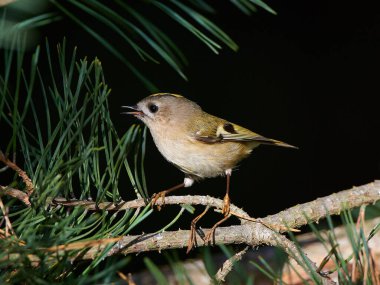 Danimarka 'daki doğal ortamında Goldcrest