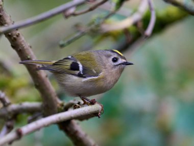 Goldcrest (Regulus regulus) doğal ortamında