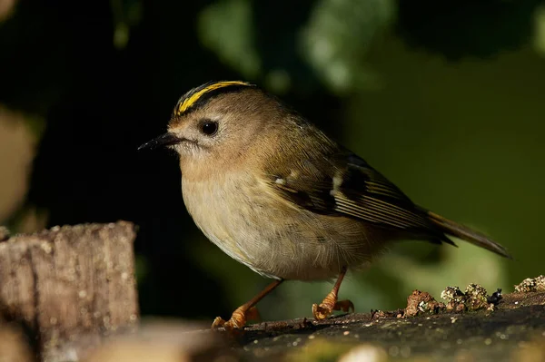 Goldcrest Danimarka 'daki doğal ortamında