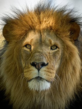 Göz teması kuran erkek aslan (Panthera leo)