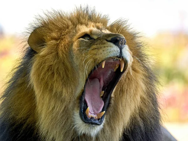 Männlicher Löwe Panthera Leo Mit Offenem Maul — Stockfoto
