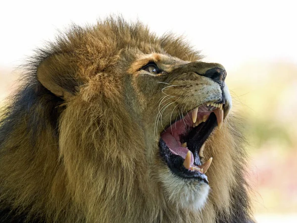 Мужчина Лев Panthera Leo Зрительным Контактом — стоковое фото