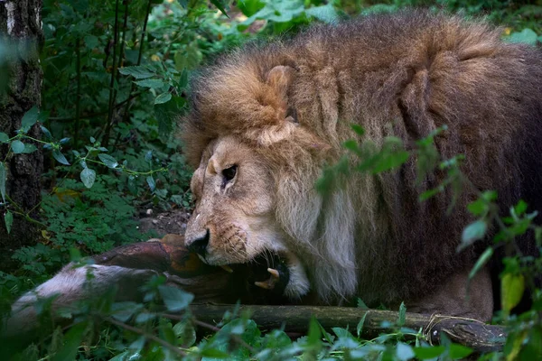 Leone Panthera Leo Nel Suo Habitat — Foto Stock