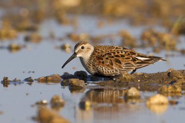Dunlin (Calidris alpina) doğal ortamında