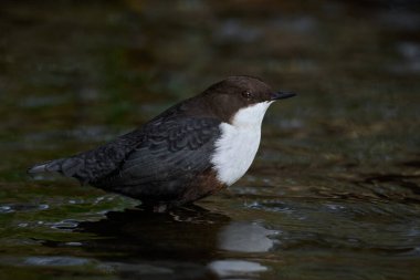 Beyaz boğazlı dipper (Cinclus cinclus) doğal ortamında