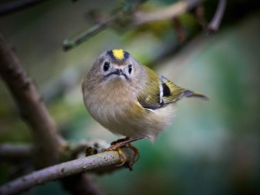 Goldcrest (Regulus regulus) doğal ortamında