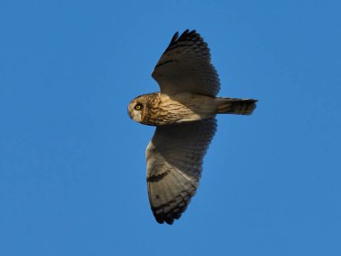 Kısa kulaklı baykuş (Asio flammeus) doğal ortamında