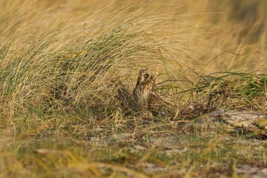 Kısa kulaklı baykuş (Asio flammeus) doğal ortamında