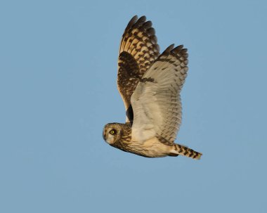 Kısa kulaklı baykuş (Asio flammeus) doğal ortamında