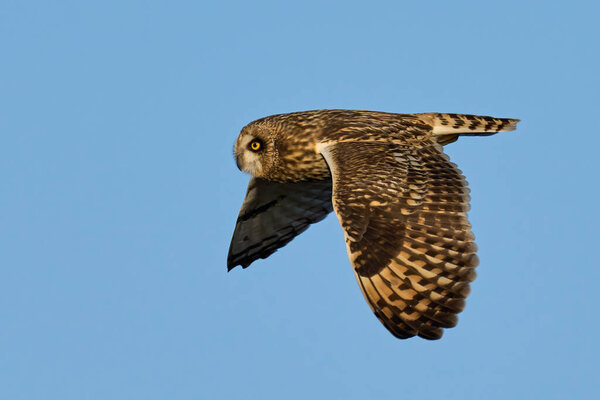 Short-eared owl (Asio flammeus) in its natural environment