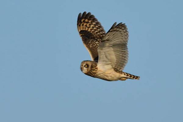 Short-eared owl (Asio flammeus) in its natural environment