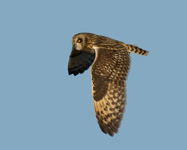 Short Eared Owl Asio Flammeus Its Natural Environment — Stockfoto