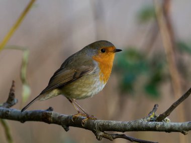 Avrupa bülbülü (Erithacus rubecula) doğal ortamında