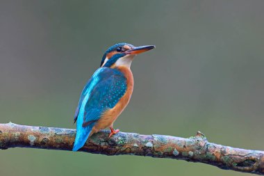 Doğal ortamında ortak Kingfisher (Alcedo at this)