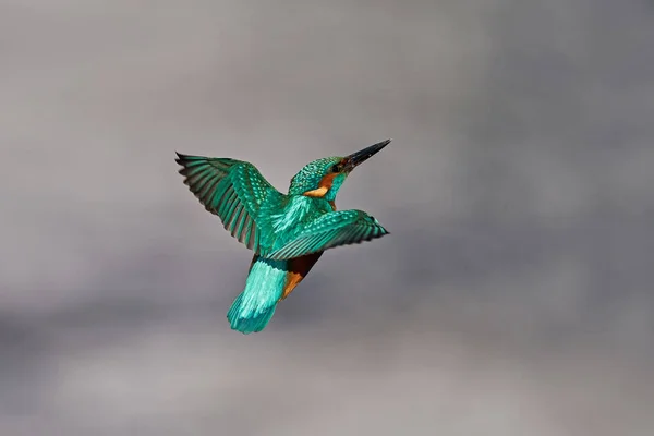 Common Kingfisher Its Natural Habitat Denmark — Stock Photo, Image