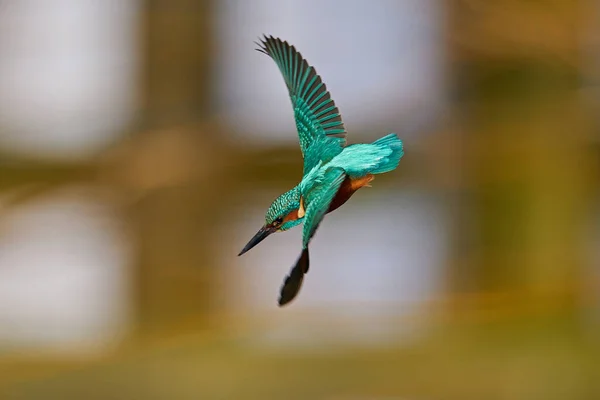 Common Kingfisher Its Natural Habitat Denmark — Stock Photo, Image