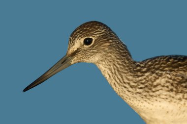 Doğal ortamında yaygın yeşillik (Tringa nebularia)