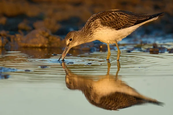 stock image Common greenshank (Tringa nebularia) in its natural environment