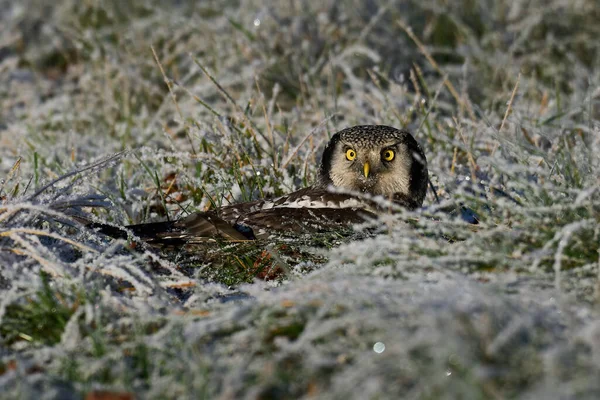Northern Hawk Owl Surnia Ulula Its Natural Environment — Stock Photo, Image