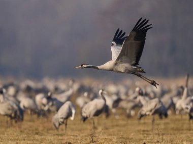 Doğal ortamında ortak vinç (Grus grus)