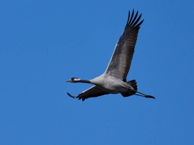 Doğal ortamında ortak vinç (Grus grus)