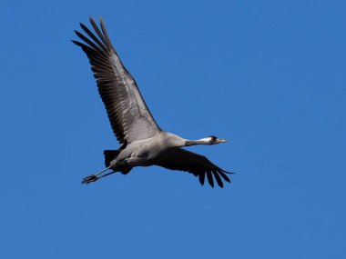 Doğal ortamında ortak vinç (Grus grus)