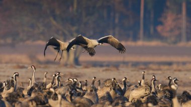 Doğal ortamında ortak vinç (Grus grus)