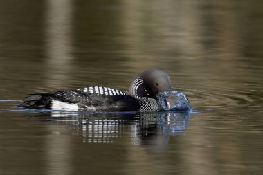 Siyah boğazlı dalgıç (Gavia arktica) doğal ortamında
