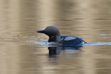 Siyah boğazlı dalgıç (Gavia arktica) doğal ortamında