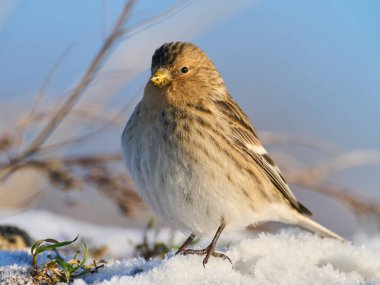 Twite (Linaria flavirostris) doğal ortamında
