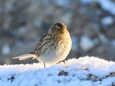 Twite (Linaria flavirostris) doğal ortamında