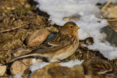 Twite (Linaria flavirostris) doğal ortamında