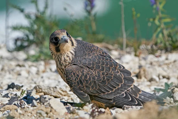 Juvenile Peregrine Falcon Its Natural Habitat Stevns Klint Denmark — Stock fotografie