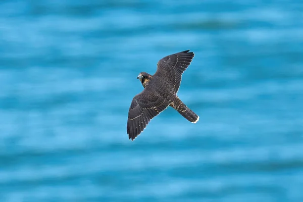 Peregrine Falcon Falco Peregrinus Its Natural Enviroment Denmark — Stock Photo, Image