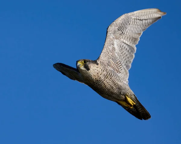 Peregrine Falcon Falco Peregrinus Its Natural Environment — Stock Photo, Image