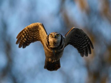 Kuzey şahin baykuşu (Surnia ulula) doğal ortamında