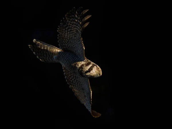 Northern Hawk Owl Surnia Ulula Its Natural Environment — Stock Photo, Image