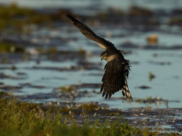 Eurasian Sparrowhawk Accipiter Nisus Its Natural Environment — Stock Photo, Image