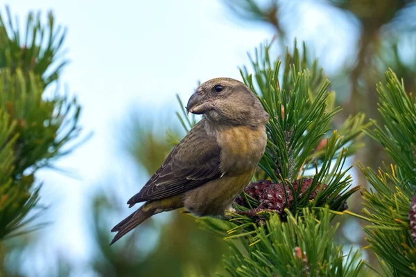 Parrot Crossbill Loxia Pytyopsittacus Its Natural Enviroment — Stock Photo, Image