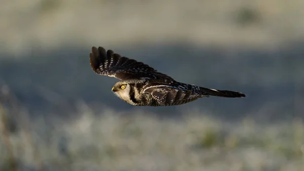 自然環境における北鷹フクロウ スルニアウルーラ — ストック写真