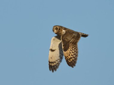 Kısa kulaklı baykuş (Asio flammeus) doğal ortamında