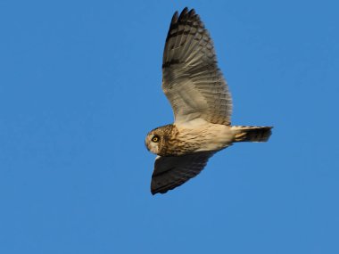 Kısa kulaklı baykuş (Asio flammeus) doğal ortamında