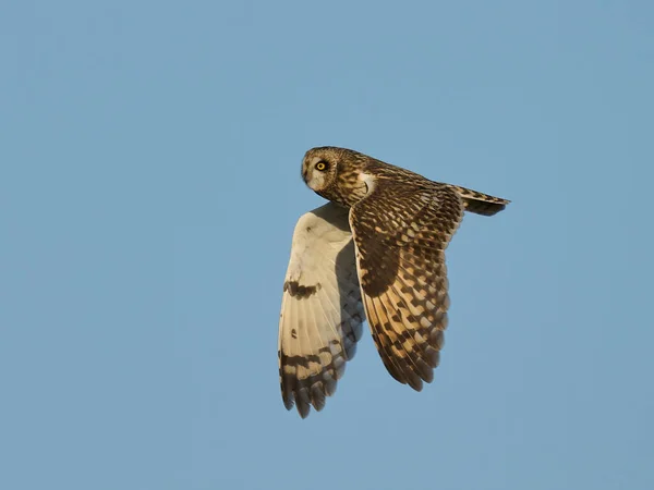 Short Eared Owl Asio Flammeus Its Natural Environment — Stockfoto
