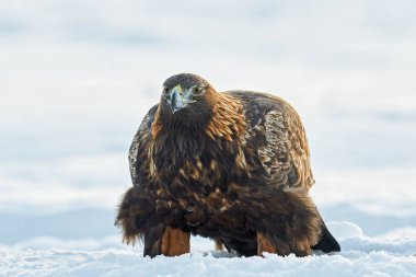 Golden eagle in its natural environment
