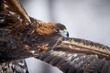 Golden eagle in its natural environment