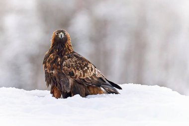 Golden eagle in its natural environment