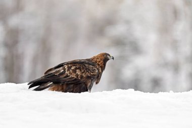 Golden eagle in its natural environment