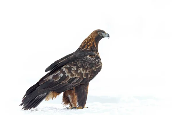 Golden Eagle Its Natural Environment — Stok fotoğraf