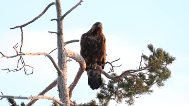 Golden Eagle Aquila Chrysaetos Luonnonympäristössään tekijänoikeusvapaata kuvapankin filmiä